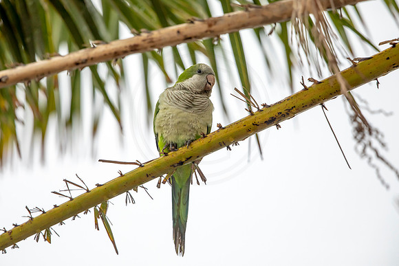 39 monk parakeet (6F3A0731) April 21, 2021