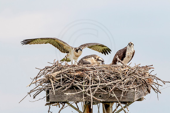 Osprey in Crown Point