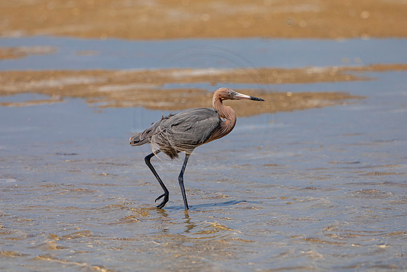 266 cormorant (6F3A7493) April 15, 2021