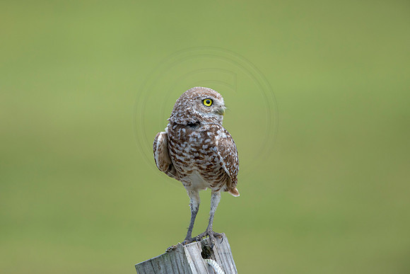 801 burrowing owl (6F3A1767) April 17, 2021