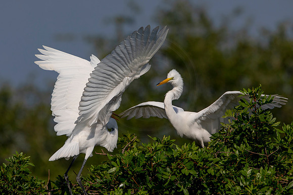 1045 egret (6F3A3582) April 18, 2021