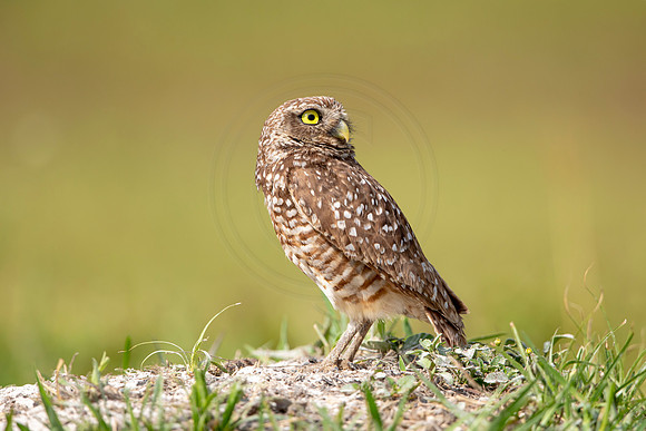 631 burrowing owl (6F3A0587) April 17, 2021