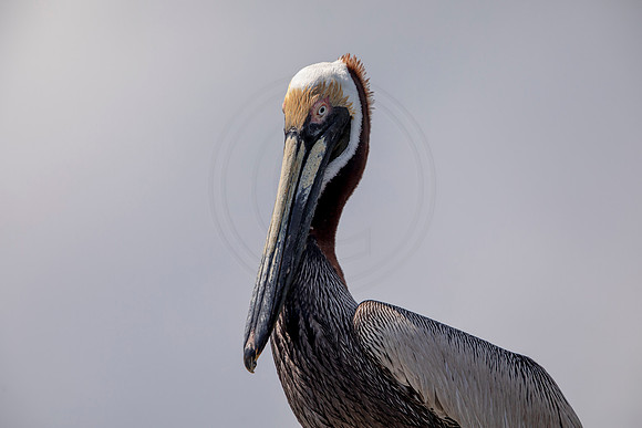 378 pelican (6F3A8423) April 15, 2021