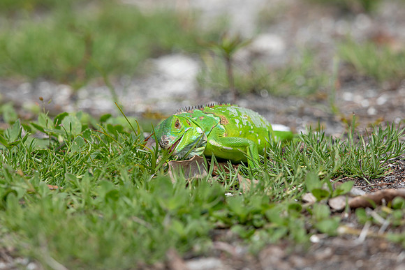 350 iguana (6F3A8319) April 15, 2021