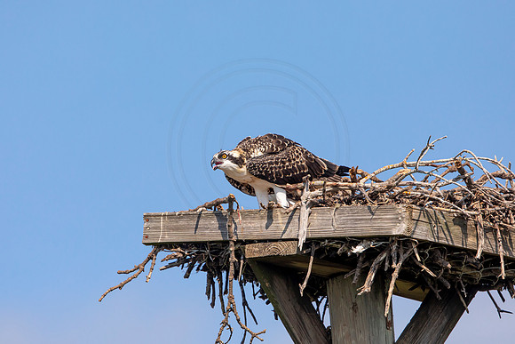 139 osprey (6F3A6512) April 15, 2021