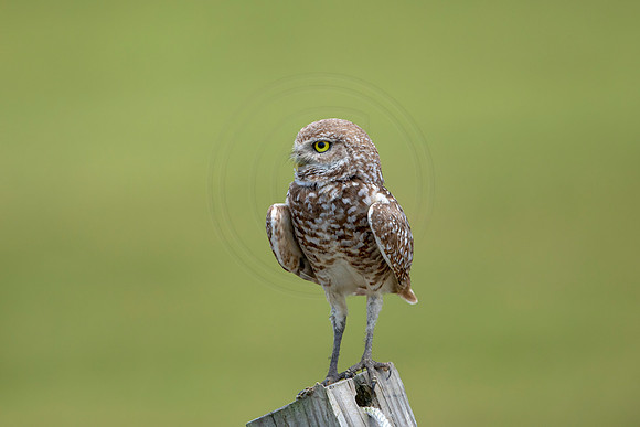 803 burrowing owl (6F3A1773) April 17, 2021
