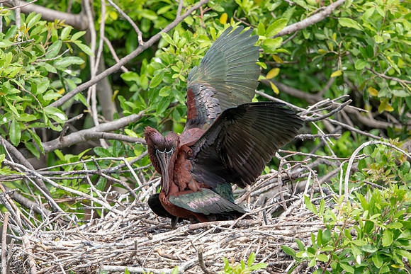 20 glossy ibis mating (6F3A4675) April 18, 2021