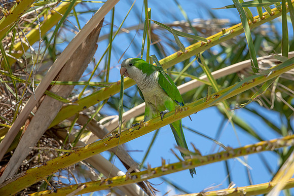 1194 monk parakeet (6F3A5060) April 18, 2021