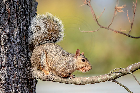 Squirrel in a Tree