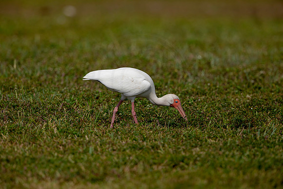 652 white ibis (6F3A0821) April 17, 2021