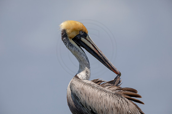 278 pelican (6F3A7785) April 15, 2021