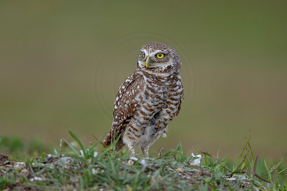 659 burrowing owl (6F3A0906) April 17, 2021