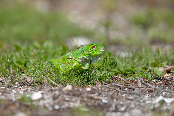 358 iguana (6F3A8360) April 15, 2021