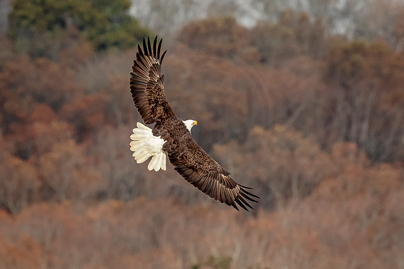 Bald Eagle at Conowingo