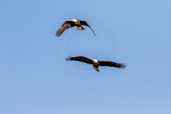Bald Eagle at Conowingo