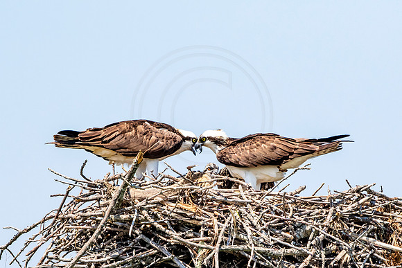 Osprey in Crown Point