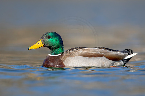 249 mallard (AF3A3749) March 13, 2021