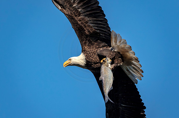 Bald Eagle at Conowingo