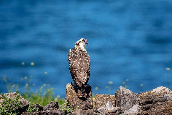 Juvenile Osprey in Crown Point