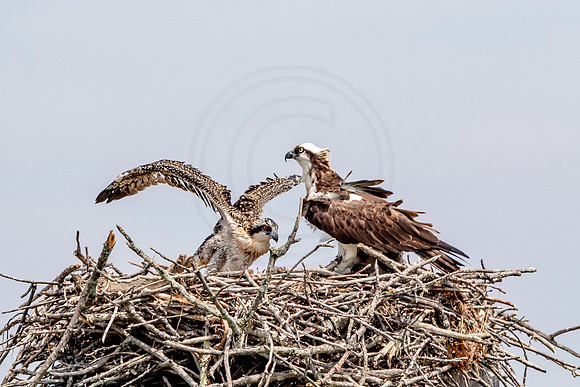 Osprey in Crown Point