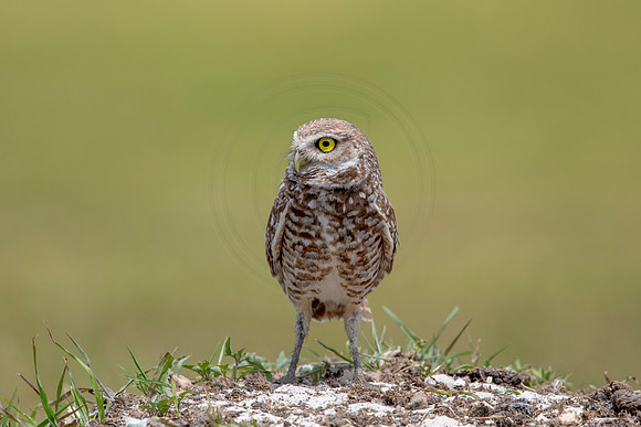 780 burrowing owl (6F3A1675) April 17, 2021