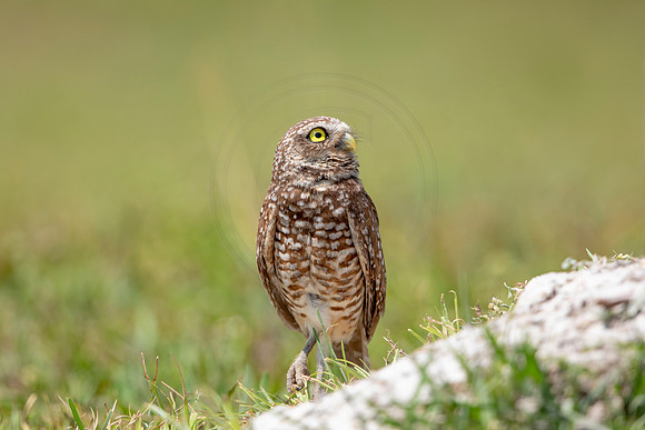 667 burrowing owl (6F3A1006) April 17, 2021