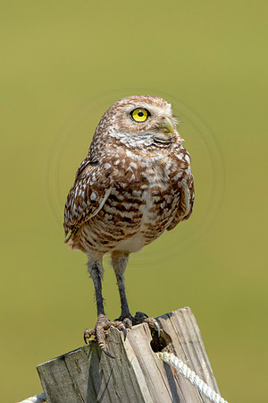 817 burrowing owl (6F3A1871) April 17, 2021
