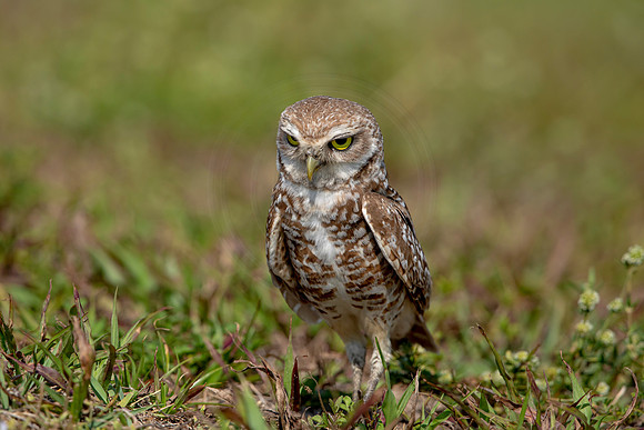 935 burrowing owl (6F3A2561) April 17, 2021