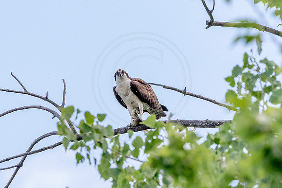 Osprey in Crown Point