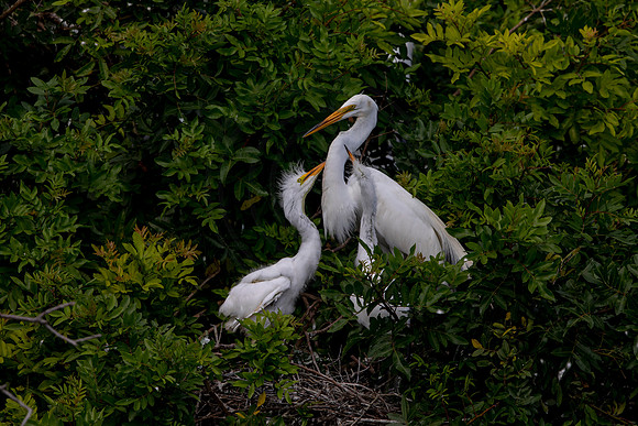 1120 egrets (6F3A4197) April 18, 2021