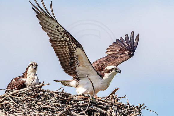 Osprey in Crown Point, NY