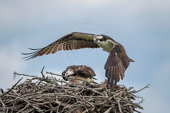 Osprey in Crown Point, NY