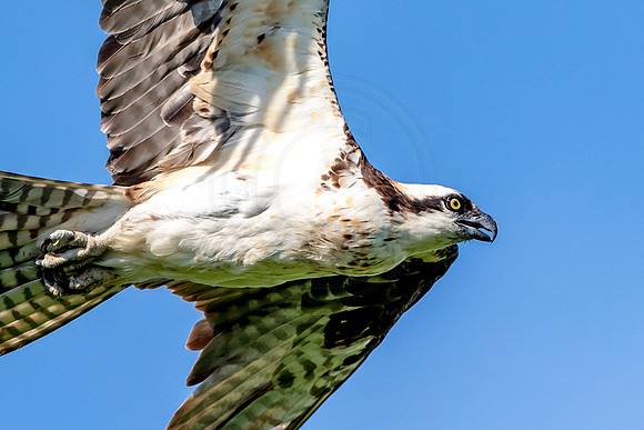 Osprey in Crown Point, NY