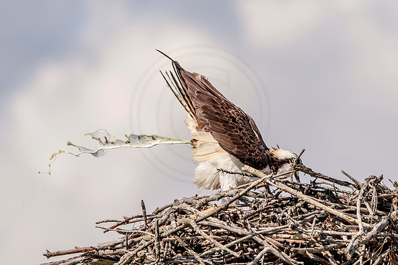 Osprey in Crown Point, NY