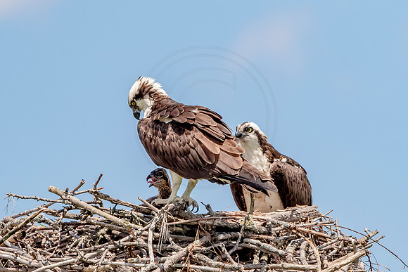Osprey in Crown Point, NY
