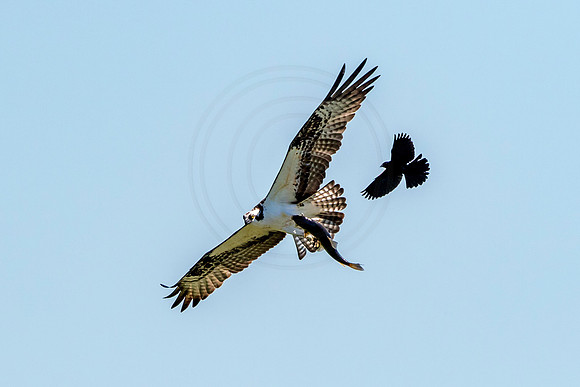 Osprey in Crown Point, NY