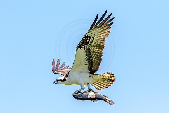 Osprey in Crown Point, NY