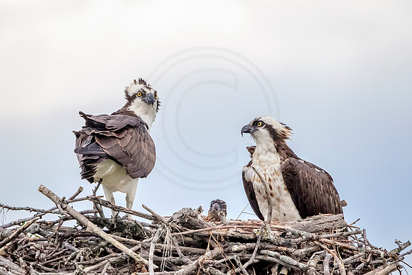 Osprey in Crown Point, NY
