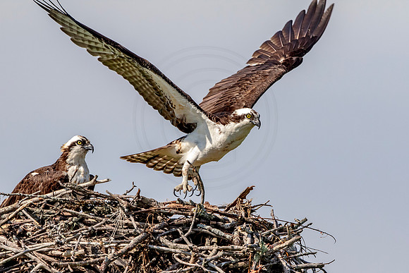 Osprey in Crown Point, NY