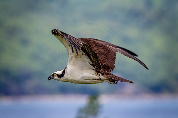 Osprey in Crown Point, NY