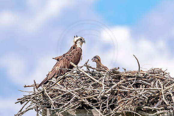 Osprey in Crown Point, NY