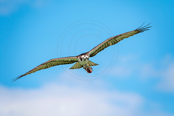 Osprey in Crown Point, NY