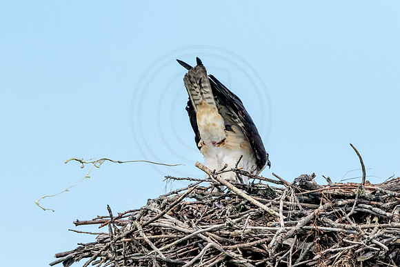 Osprey in Crown Point, NY