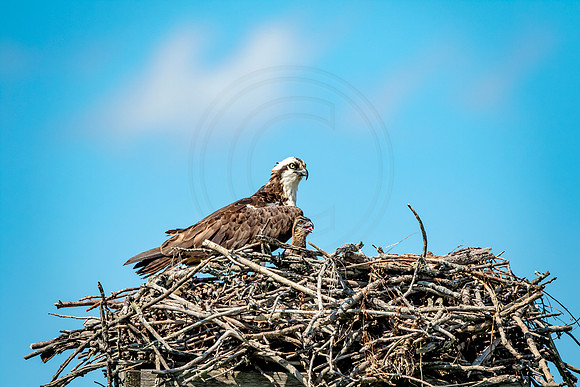 Osprey in Crown Point, NY