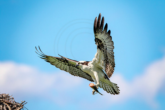 Osprey in Crown Point, NY