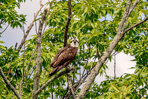 Osprey in Crown Point