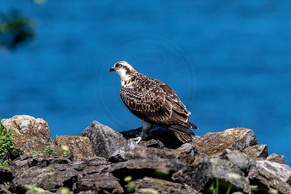 Osprey in Crown Point