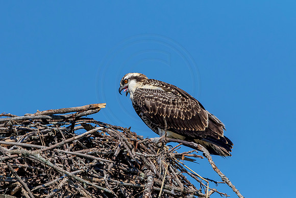 Osprey in Crown Point