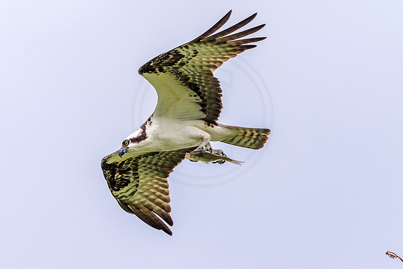 Osprey in Crown Point