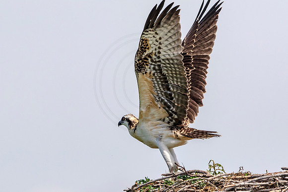 Osprey in Crown Point